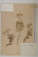 抱莖籟簫藏品圖，第1張