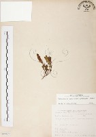 玉山龍膽藏品圖，第1張