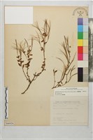 合歡柳葉菜藏品圖，第1張