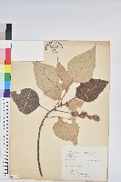 白匏子藏品圖，第1張