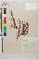 合歡柳葉菜藏品圖，第1張