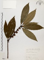 土肉桂藏品圖，第1張