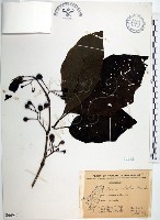 光果龍葵藏品圖，第1張