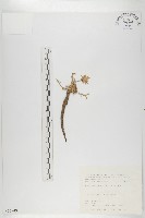 玉山山蘿蔔藏品圖，第1張