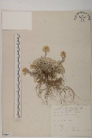 尼泊爾籟簫藏品圖，第1張