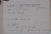 呂宋莢迷藏品圖，第2張