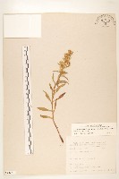 一枝黃花藏品圖，第1張