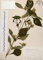 臺灣鱗球花藏品圖，第1張