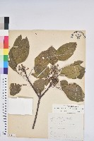 白臼藏品圖，第1張