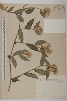 假東風菜藏品圖，第1張