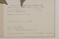 假東風菜藏品圖，第2張