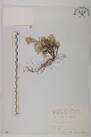 尼泊爾籟簫藏品圖，第1張