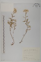 抱莖籟簫藏品圖，第1張