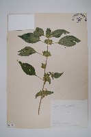 華九頭獅子草藏品圖，第1張