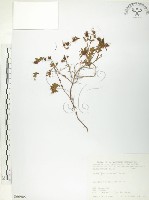 玉山金絲桃藏品圖，第1張