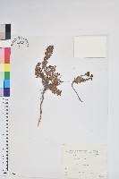 高山白珠樹藏品圖，第1張