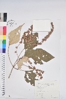 白匏子藏品圖，第1張