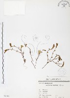 玉山龍膽藏品圖，第1張