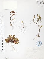 玉山龍膽藏品圖，第1張