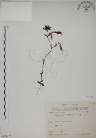 伊澤山龍膽藏品圖，第1張