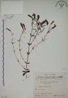 伊澤山龍膽藏品圖，第1張