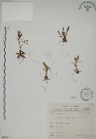 黃斑龍膽藏品圖，第1張