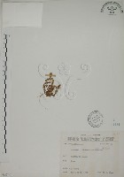黃斑龍膽藏品圖，第1張