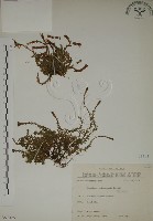 阿里山龍膽藏品圖，第1張