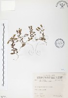 玉山龍膽藏品圖，第1張