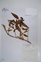 阿里山忍冬、漸尖葉忍冬藏品圖，第1張