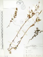 大籽當藥、巒大當藥藏品圖，第1張