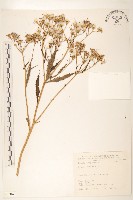 黃菀藏品圖，第1張