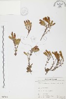 玉山龍膽藏品圖，第1張