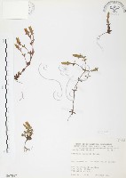 玉山龍膽藏品圖，第1張