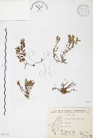 玉山龍膽藏品圖，第1張