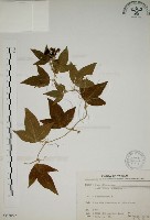 三角葉西番蓮藏品圖，第1張