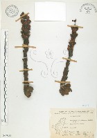 丁座草藏品圖，第1張