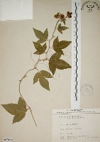 三角葉西番蓮藏品圖，第1張