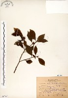 榕樹藏品圖，第1張