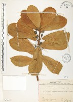 鵝鑾鼻蔓榕藏品圖，第1張