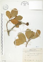 鵝鑾鼻蔓榕藏品圖，第1張