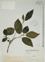 牛乳榕藏品圖，第1張