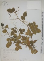 毛西番蓮藏品圖，第1張