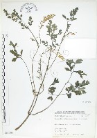 彎果黃菫藏品圖，第1張