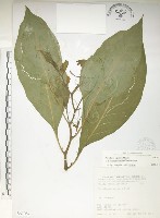 日本商陸、圓果商陸藏品圖，第1張