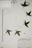 三角葉西番蓮藏品圖，第1張