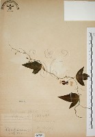 三角葉西番蓮藏品圖，第1張