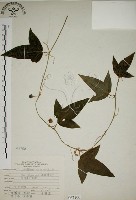 三角葉西番蓮藏品圖，第1張