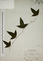 三角葉西番蓮藏品圖，第1張