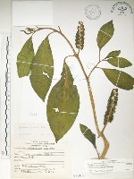 日本商陸、圓果商陸藏品圖，第1張